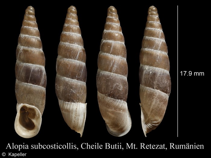 Alopia subcosticollis Alopia subcosticollis