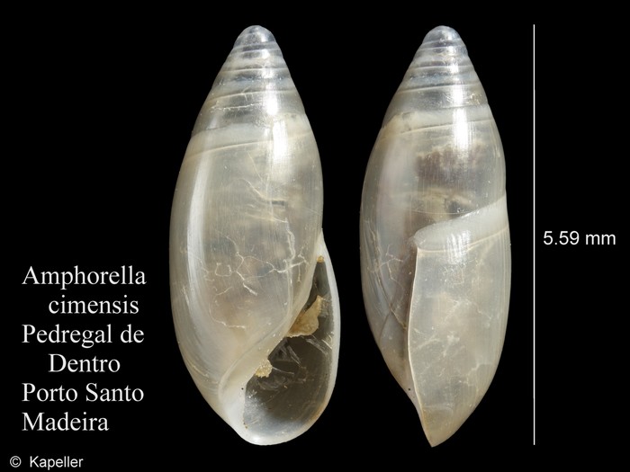 Amphorella cimensis Amphorella cimensis