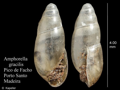 Amphorella gracilis