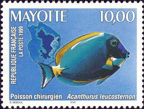 Acanthurus leucosternon Acanthurus leucosternon
