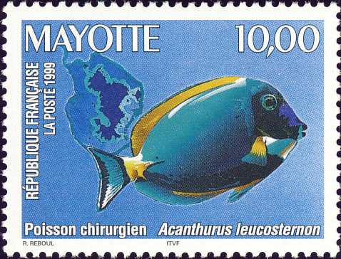 Acanthurus leucosternon