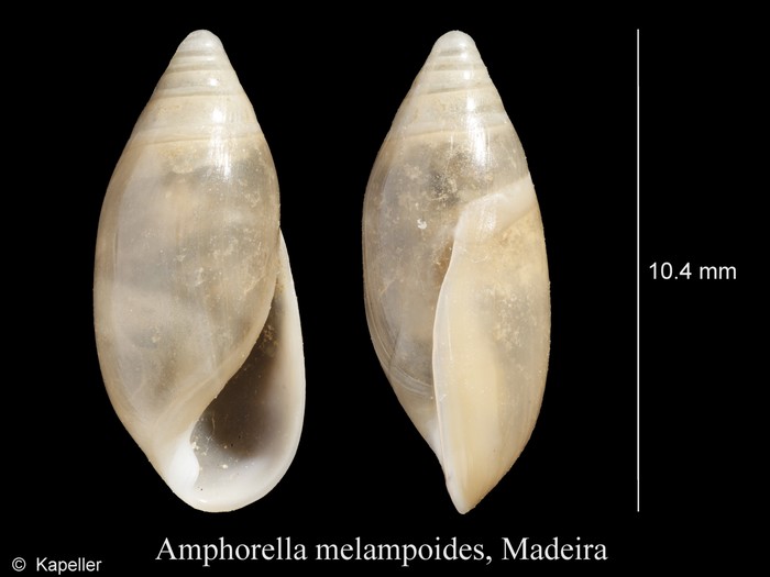 Amphorella melampoides Amphorella melampoides
