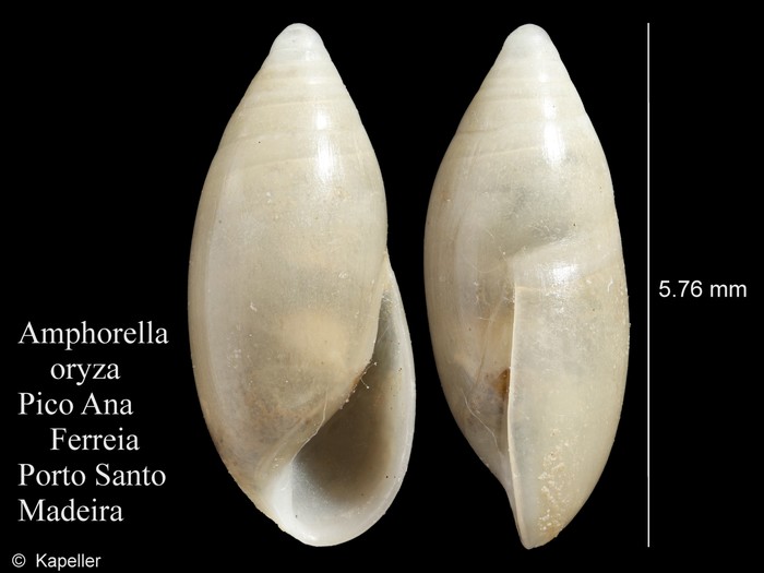 Amphorella oryza