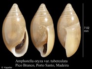 Amphorella oryza