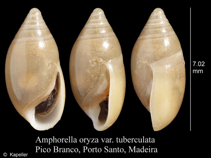 Amphorella oryza Amphorella oryza