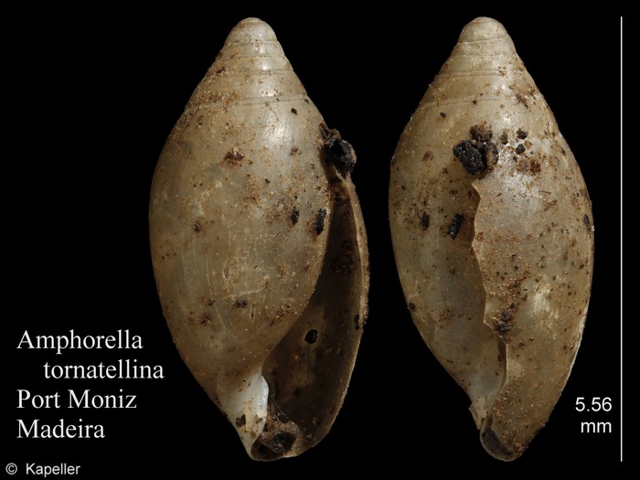 Amphorella tornatellina Amphorella tornatellina