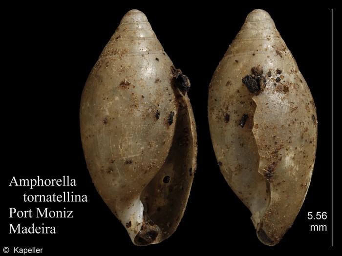 Amphorella tornatellina