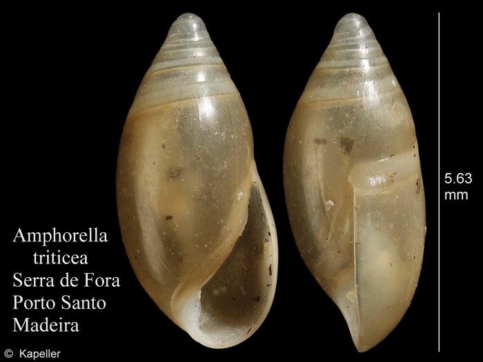 Amphorella triticea Amphorella triticea