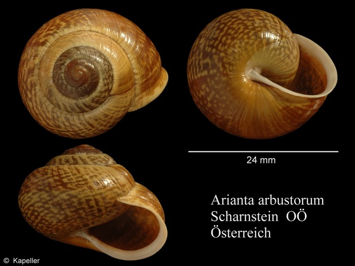 Arianta arbustorum