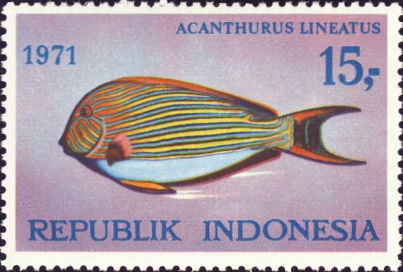 Acanthurus lineatus Acanthurus lineatus