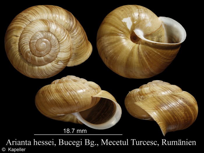 Arianta hessei Arianta hessei