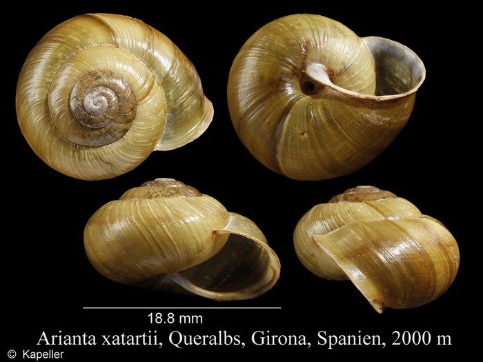 Arianta xatartii Arianta xatartii