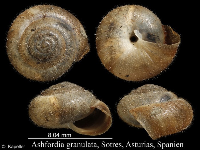 Ashfordia granulata