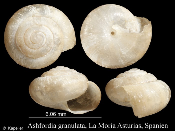 Ashfordia granulata Ashfordia granulata