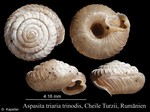 Aspasita triaria trinodis