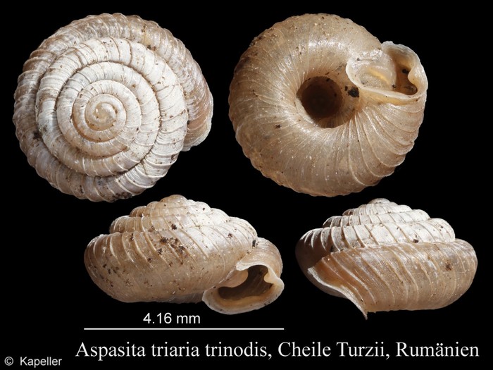 Aspasita triaria trinodis Aspasita triaria trinodis