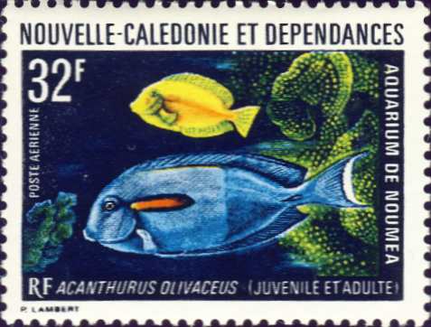 Acanthurus olivaceus