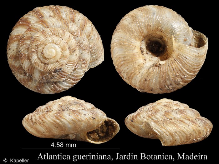 Atlantica gueriniana