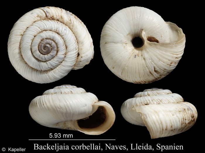 Backeljaia corbellai Backeljaia corbellai