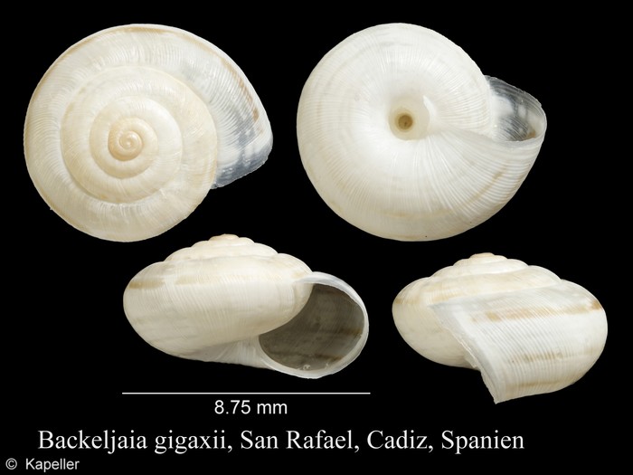 Backeljaia gigaxii Backeljaia gigaxii