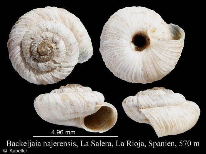 Backeljaia najerensis Backeljaia najerensis