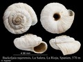 Mollusca (molluscs)