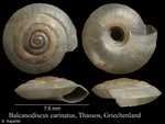 Balcanodiscus carinatus