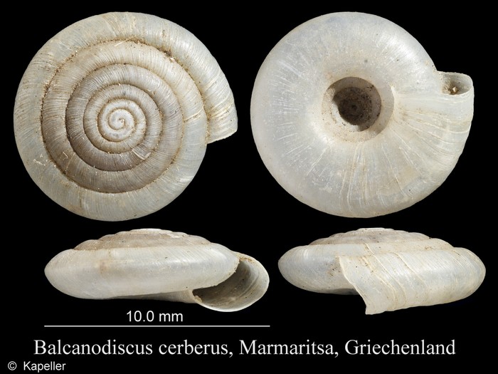 Balcanodiscus cerberus