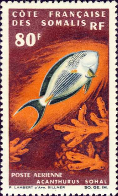 Acanthurus sohal