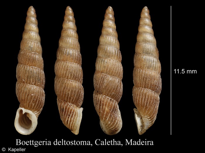 Boettgeria deltostoma Boettgeria deltostoma