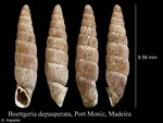 Boettgeria depauperata