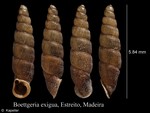 Boettgeria exigua