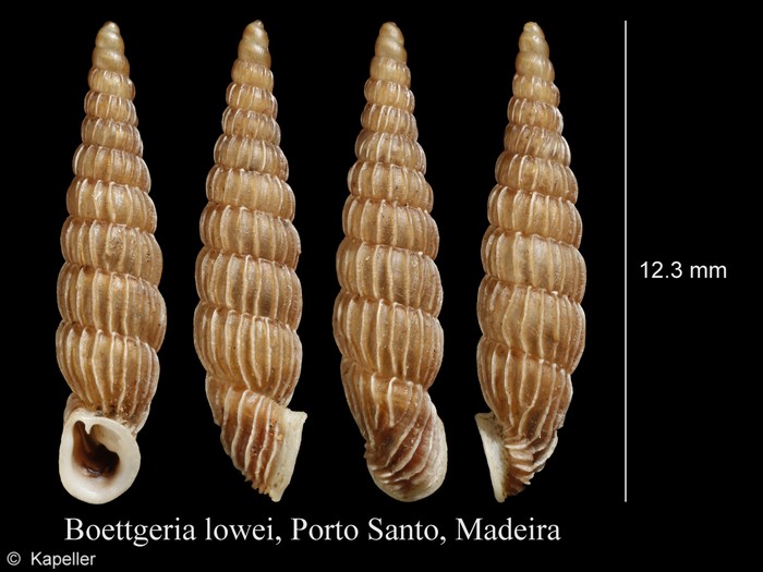 Boettgeria lowei Boettgeria lowei