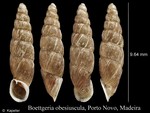 Boettgeria obesiuscula