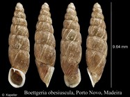 Boettgeria obesiuscula