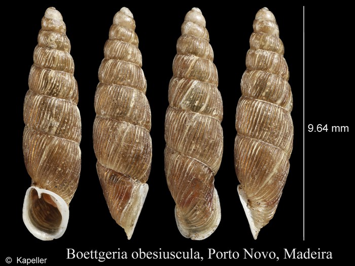 Boettgeria obesiuscula Boettgeria obesiuscula