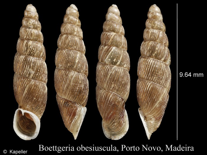 Boettgeria obesiuscula