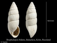 Brephulopsis bidens