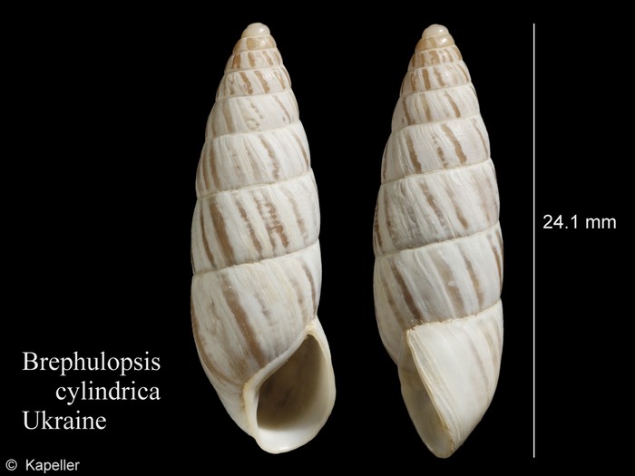 Brephulopsis cylindrica