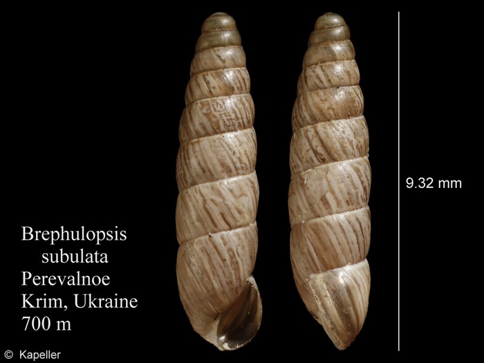 Brephulopsis subulata