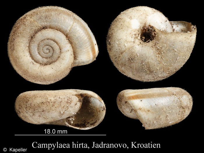 Campylaea hirta Campylaea hirta