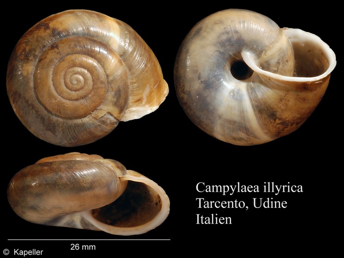 Campylaea illyrica