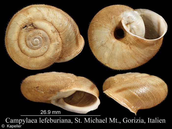 Campylaea lefeburiana Campylaea lefeburiana