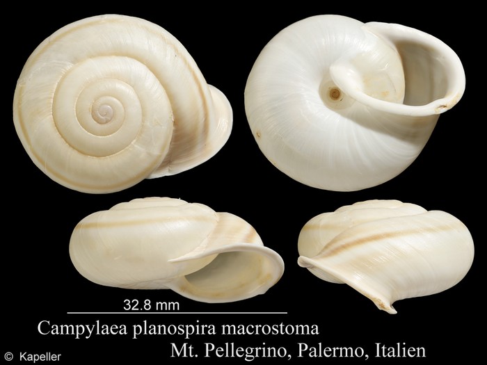 Campylaea planospira Campylaea planospira