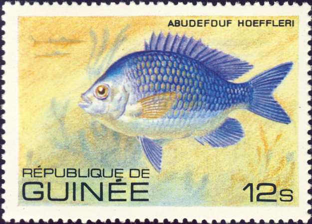 Abudefduf hoefleri Abudefduf hoefleri