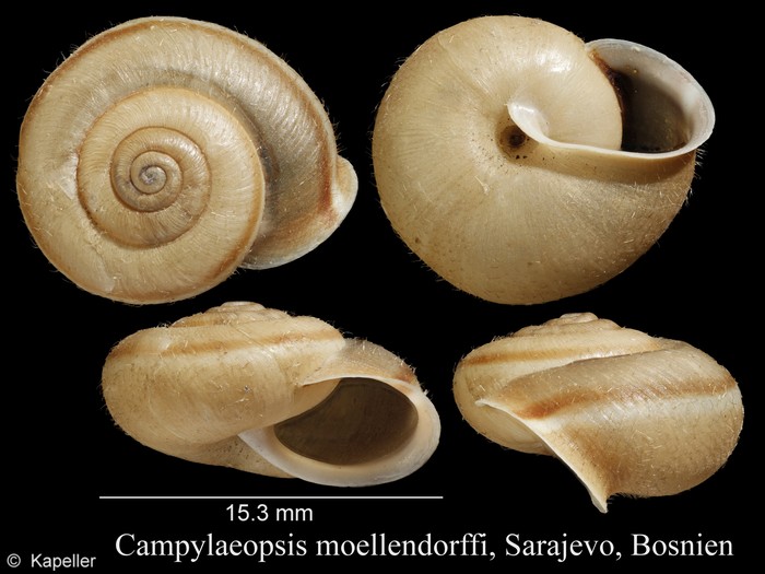 Campylaeopsis moellendorffii