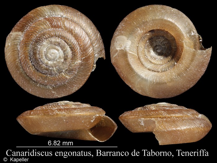 Canaridiscus engonatus