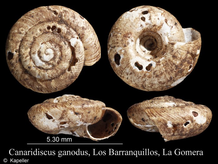 Canaridiscus ganodus Canaridiscus ganodus