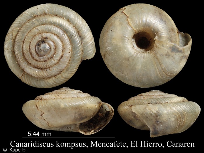 Canaridiscus kompsus