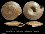 Canaridiscus rupivagus